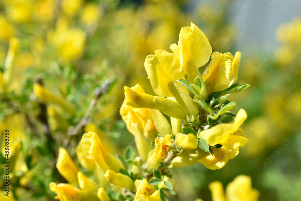 Yellow flowers Broom (Latin Cytisus) is a genus of shrubs, rarely