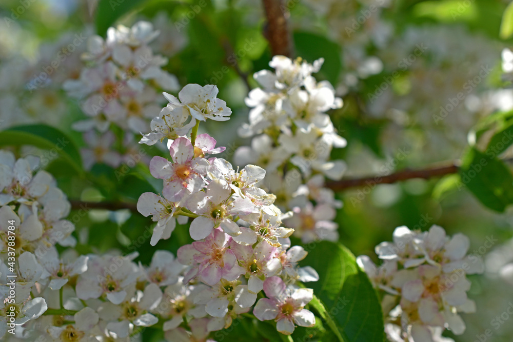 White flowers of a bird cherry in the spring in the afternoon White flowers of a bird cherry in the spring in the afternoon