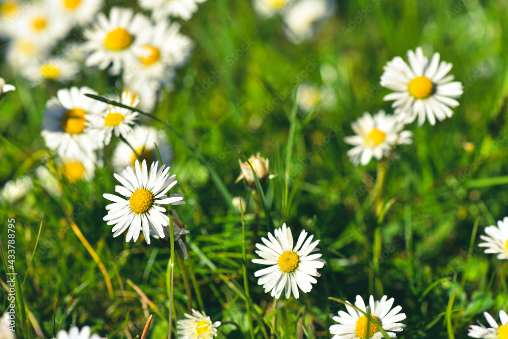 daisies in the garden, blooming lit by the beautiful sun
