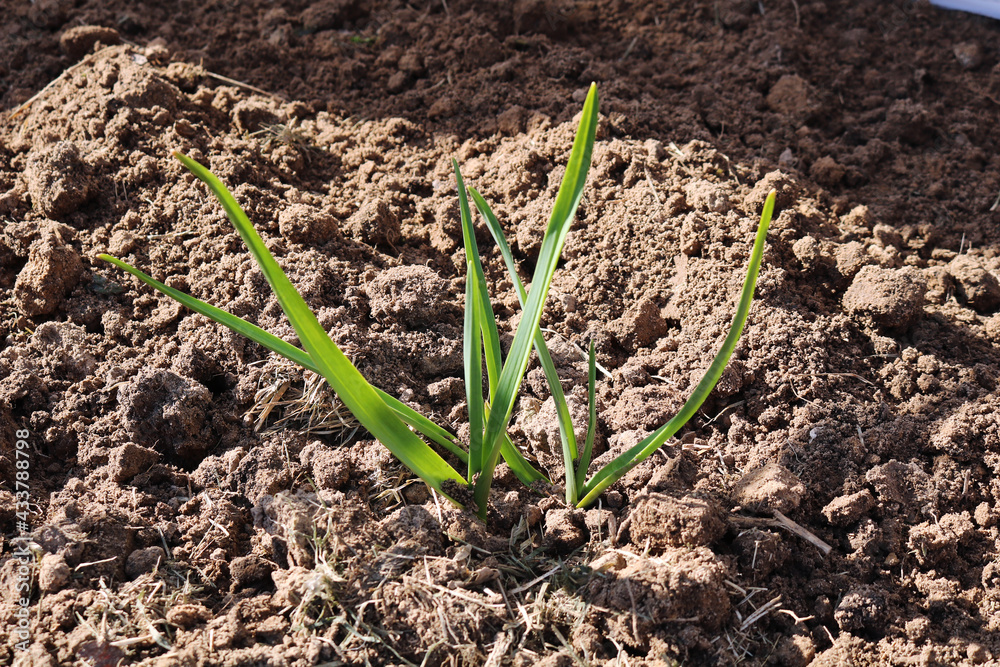 Sprout sprouted from the dug up soil. Germinated seeds Sprout sprouted from the dug up soil. Germinated seeds