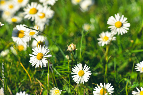 daisies in the garden, blooming lit by the beautiful sun