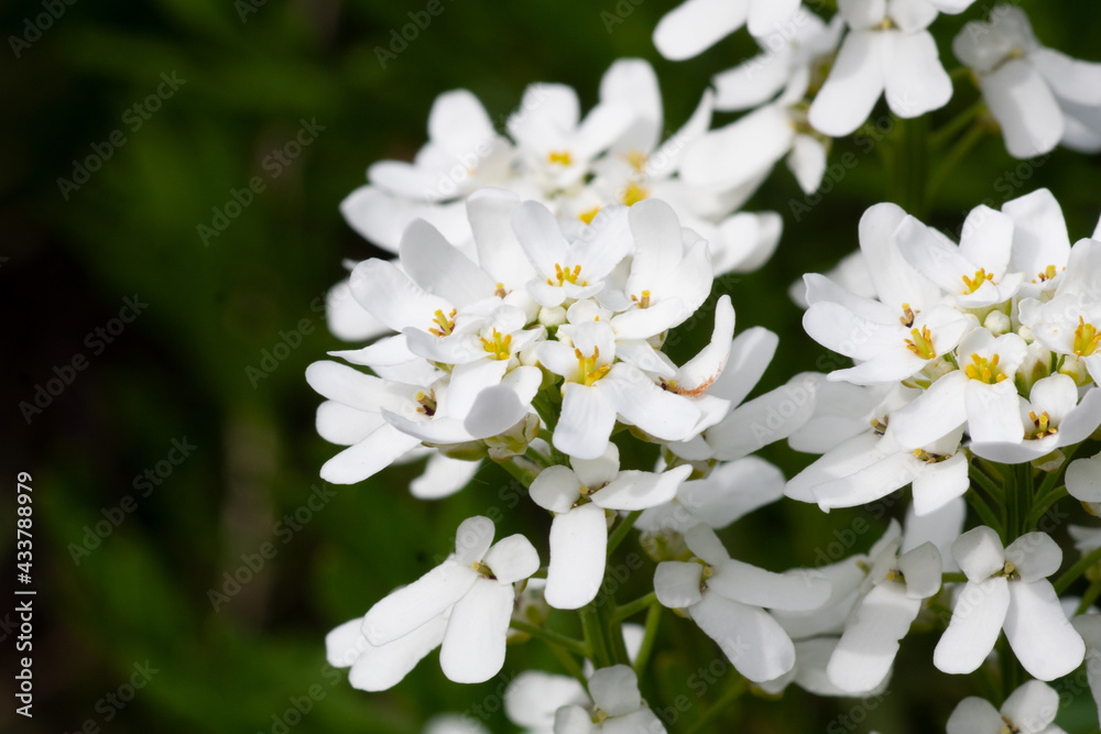 Blümchen Blümchen
