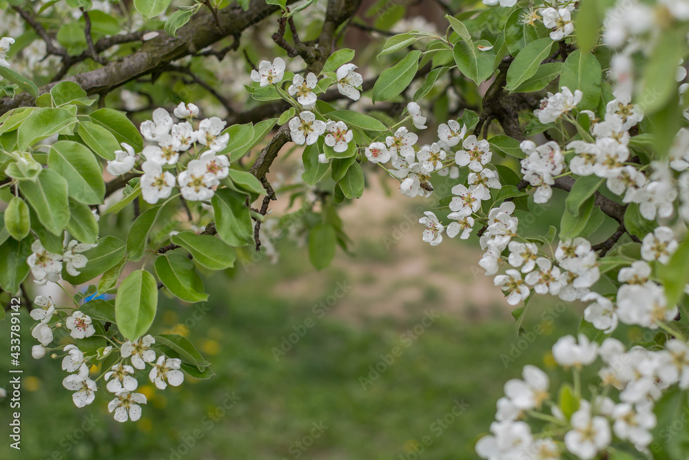 tree blossom tree blossom