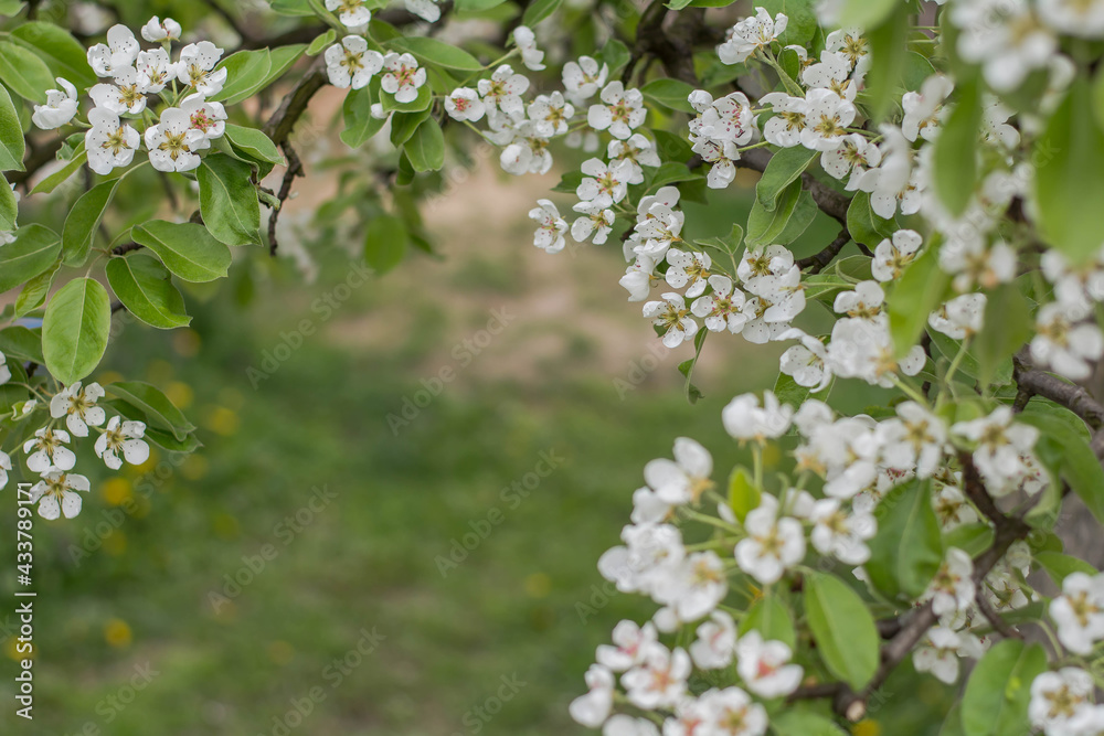blooming tree in spring blooming tree in spring