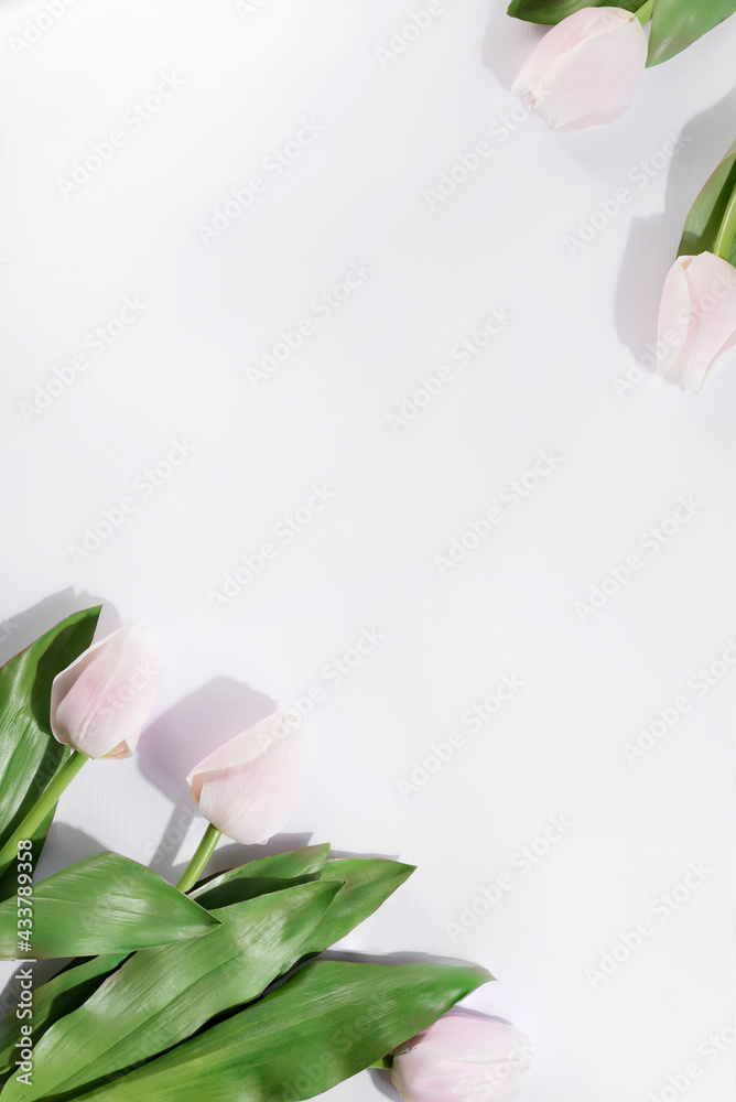 Fototapeta premium Fresh pink tulip flowers on white. Top view with copy space