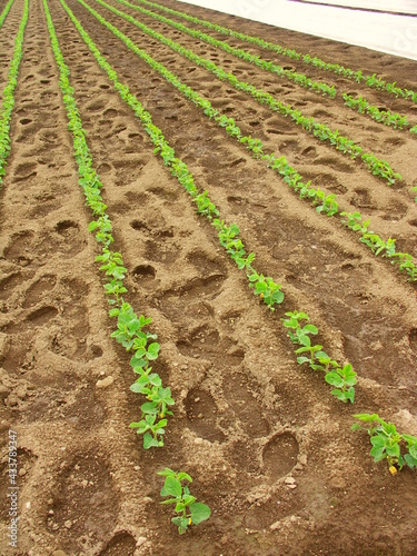 足跡の残る初夏の枝豆畑風景