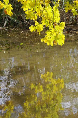 Augsburger Siebentischwald im Sommer photo