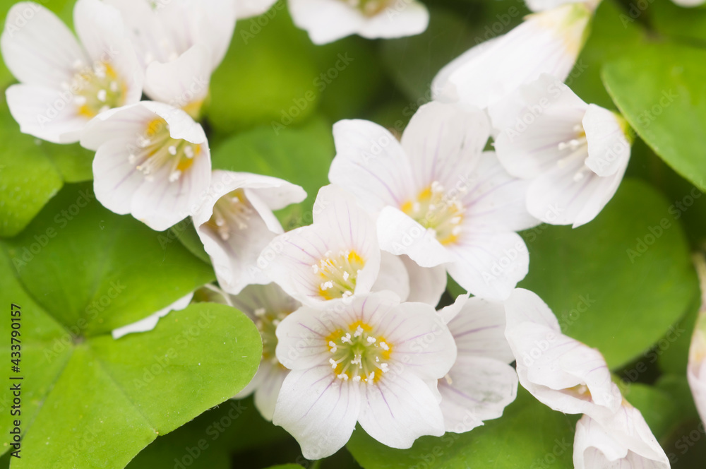 Fototapeta premium Wood Sorrel (Oxalis) flowers