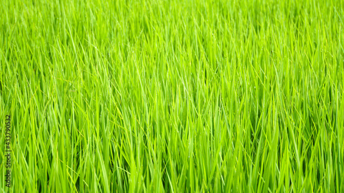朝露に濡れる青々と生い茂った緑の稲