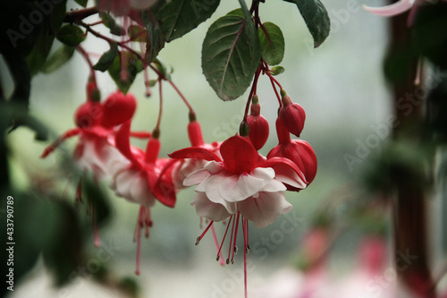 Hanging red and white flower