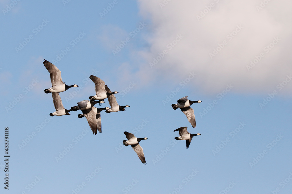Obraz premium Barnacle goose 