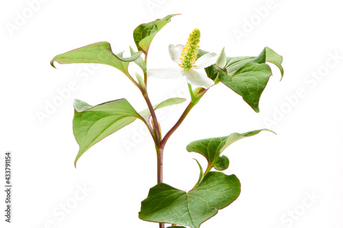 ドクダミ 1 (fish mint. fish herb. fishwort. lizard tail. chameleon plant. heartleaf. bishop's weed) photo