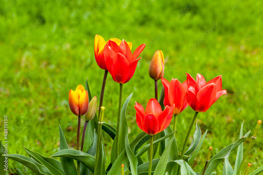 The blooming red tulip in the spring. The blooming red tulip in the spring.