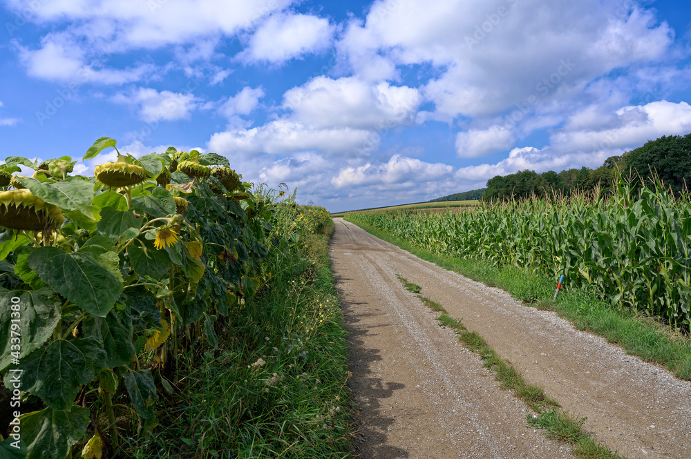 Fototapeta premium Feldweg zwischen einem Maisfeld und einem Sonnenblumenfeld.