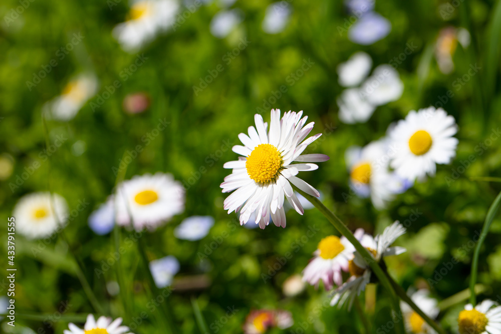 Closeup of English daisy, bellis. Wallpaper Closeup of English daisy, bellis. Wallpaper