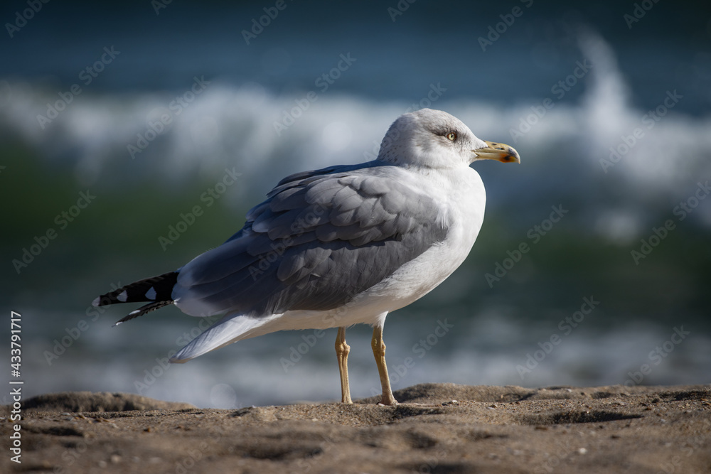 Fototapeta premium seagull on the beach