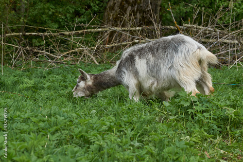 Spring. A goat grazes in a meadow on a warm May day.