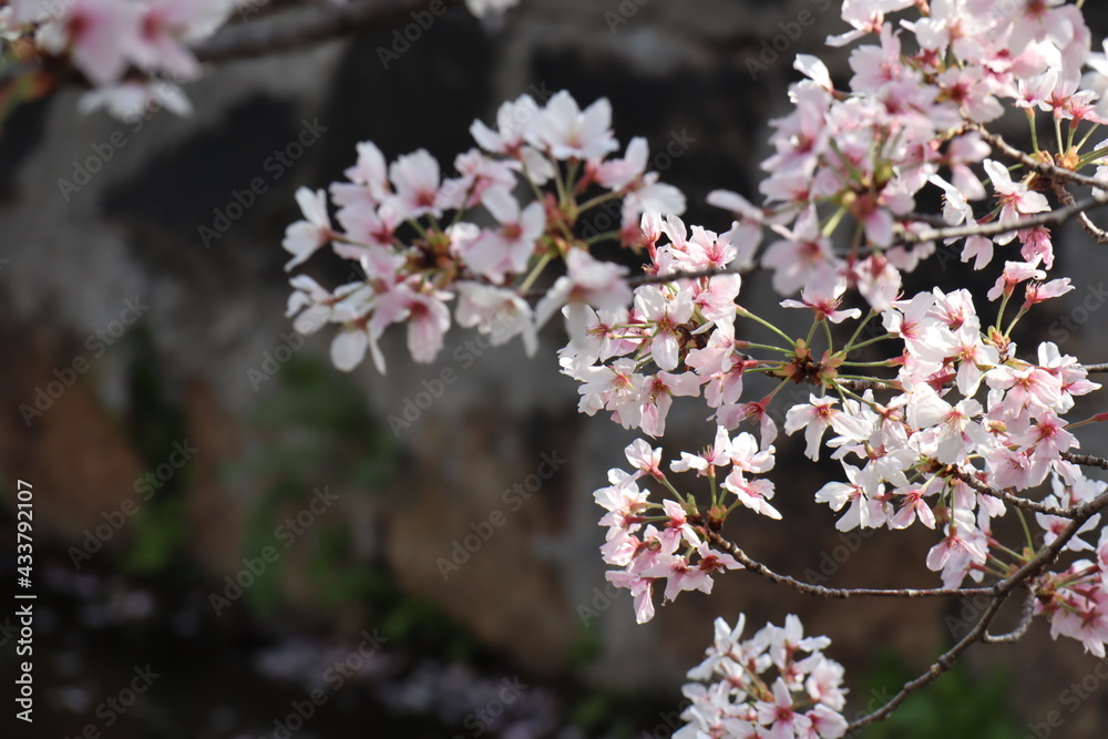 Fototapeta premium 桜
