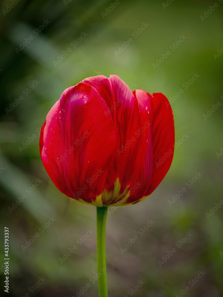 Red tulip isolated on native dark green background. Close-up. Copy space. Red tulip isolated on native dark green background. Close-up. Copy space.