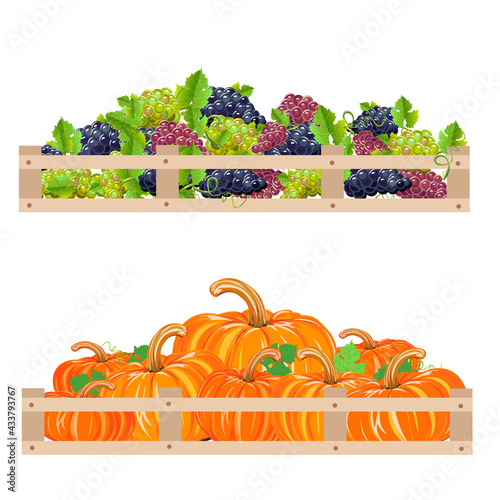 Harvest grapes and pumpkins are stacked in a box. Autumn harvest set vector illustration on white background for krta, flyer or poster photo