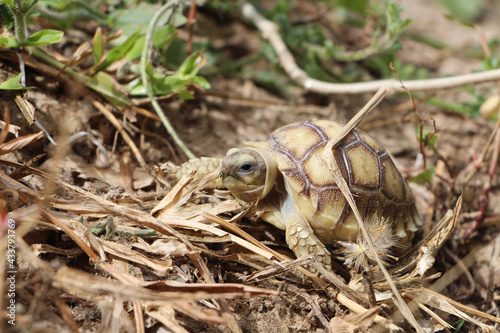 African Sulcata Tortoise Natural Habitat,Close up African spurred tortoise resting in the garden, Slow life ,Africa spurred tortoise sunbathe on ground with his protective shell ,Beautiful Tortoise © Aekkaphum