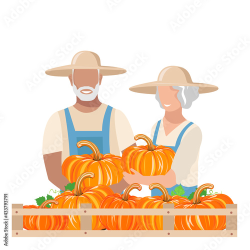 An elderly man and woman in work clothes and sunhat harvest pumpkins. Autumn harvest vector illustration on white background for krta, flyer or poster photo