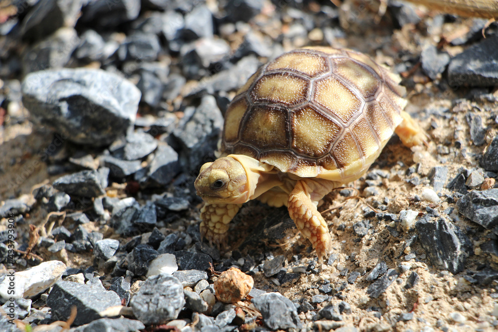 African Sulcata Tortoise Natural Habitat,Close up African spurred tortoise resting in the garden, Slow life ,Africa spurred tortoise sunbathe on ground with his protective shell ,Beautiful Tortoise African Sulcata Tortoise Natural Habitat,Close up African spurred tortoise resting in the garden, Slow life ,Africa spurred tortoise sunbathe on ground with his protective shell ,Beautiful Tortoise