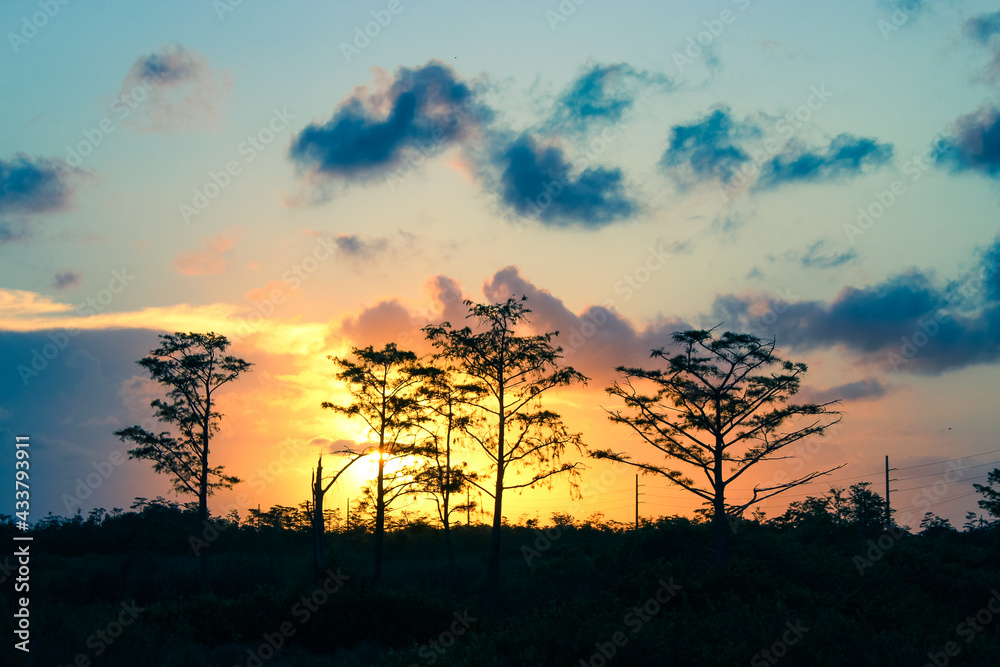 colorful sunset behind silhouette of trees in swamp