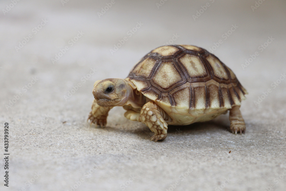 African Sulcata Tortoise Natural Habitat,Close up African spurred tortoise resting in the garden, Slow life ,Africa spurred tortoise sunbathe on ground with his protective shell ,Beautiful Tortoise African Sulcata Tortoise Natural Habitat,Close up African spurred tortoise resting in the garden, Slow life ,Africa spurred tortoise sunbathe on ground with his protective shell ,Beautiful Tortoise