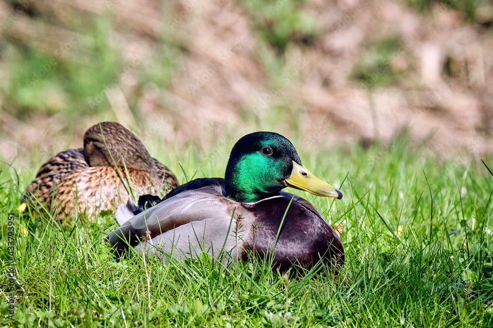 Obraz premium Stockenten ( Anas platyrhynchos ).