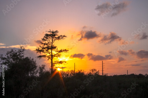 colorful sunset behind silhouette of trees in swamp