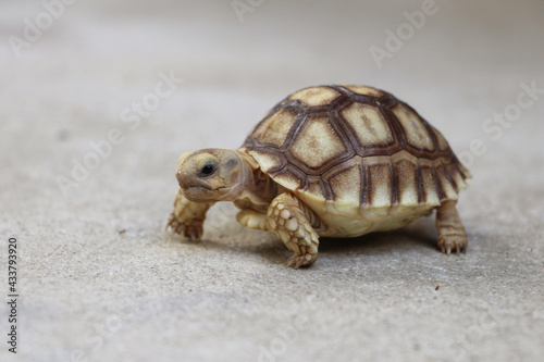 African Sulcata Tortoise Natural Habitat,Close up African spurred tortoise resting in the garden, Slow life ,Africa spurred tortoise sunbathe on ground with his protective shell ,Beautiful Tortoise