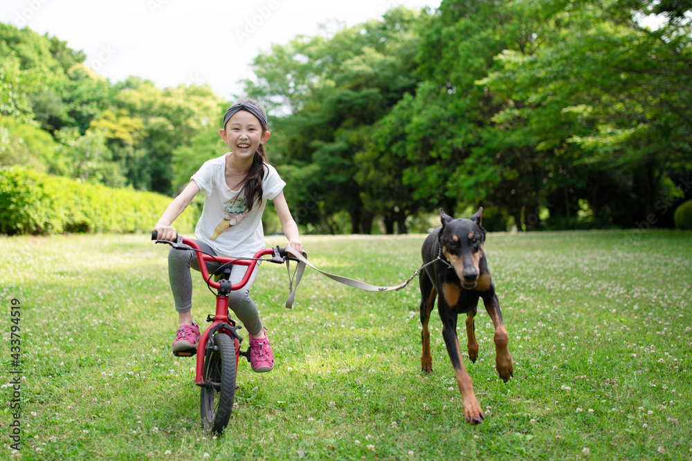 自転車に乗って犬の散歩をする女の子 Stock Photo Adobe Stock