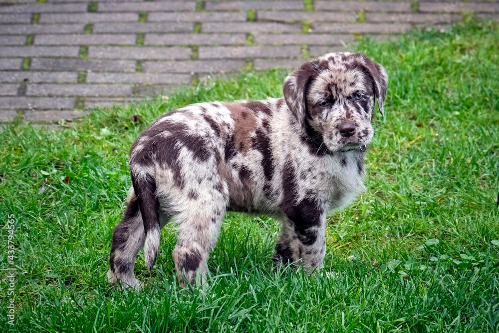 Gefleckter Labrador Retriever Welpe. Gefleckter Labrador Retriever Welpe.