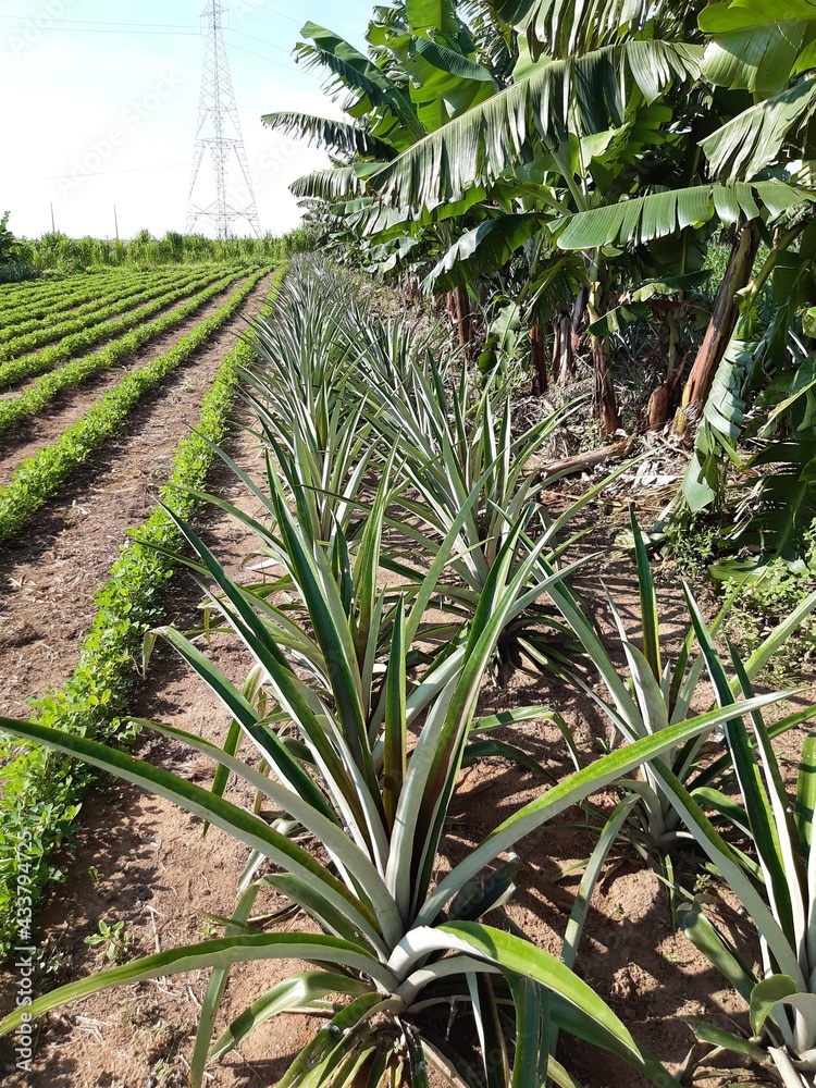 Fototapeta premium Agroecologia
