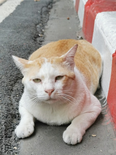 cat on the road