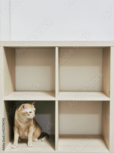 yellow cat in shelf