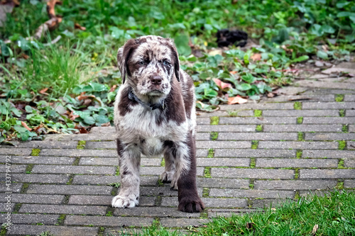 Gefleckter Labrador Retriever Welpe. photo