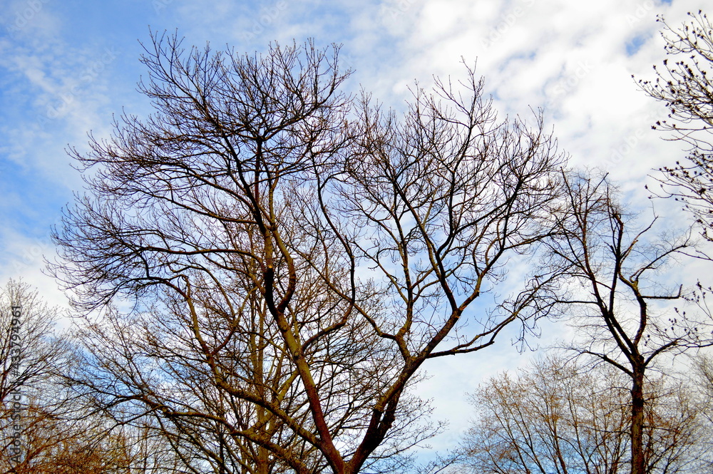 tree branches against blue summer sky tree branches against blue summer sky