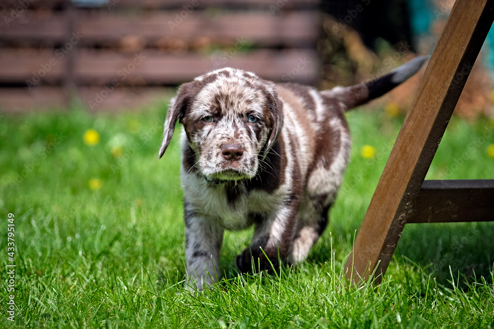 Obraz premium Gefleckter Labrador Retriever Welpe.