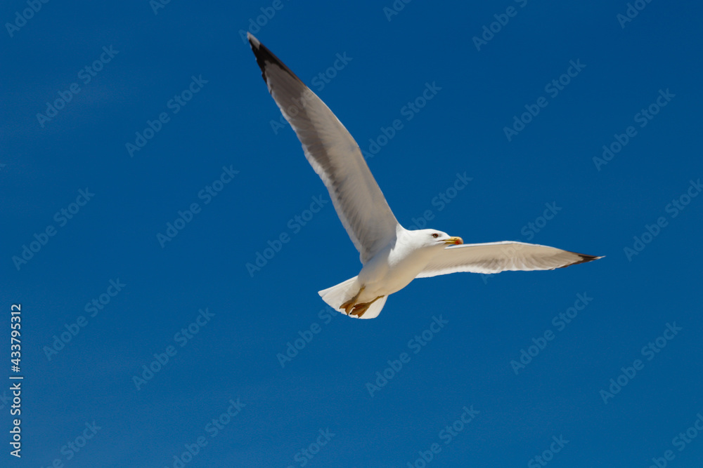 Gaviota volando Gaviota volando