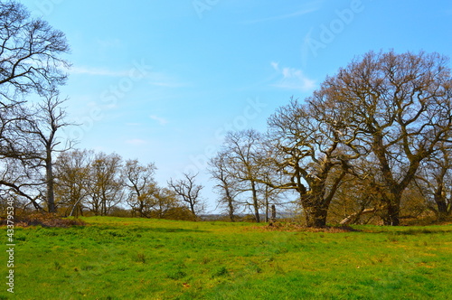 trees in spring with blue sky
