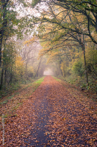 Chemin d'automne