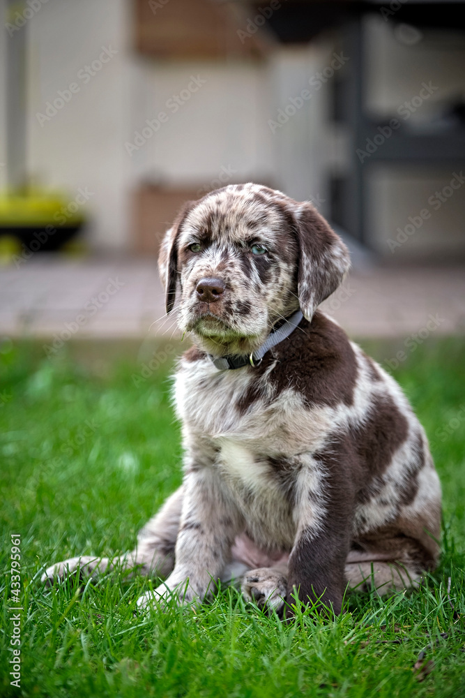 Gefleckter Labrador Retriever Welpe. Gefleckter Labrador Retriever Welpe.