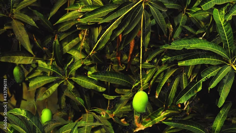 Stockvideon Mango Fruit Hanging From Tree In gujarat india,fresh