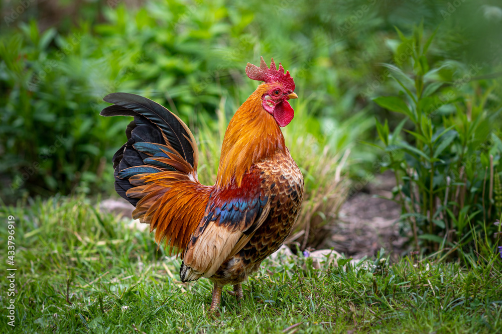 Foto Stock Schöner, stolzer Serama, Bantam Hahn, Huhn auf einer grünen  Wiese im Garten, in der Natur, im Freien, Freiland. Selektive Schärfe |  Adobe Stock