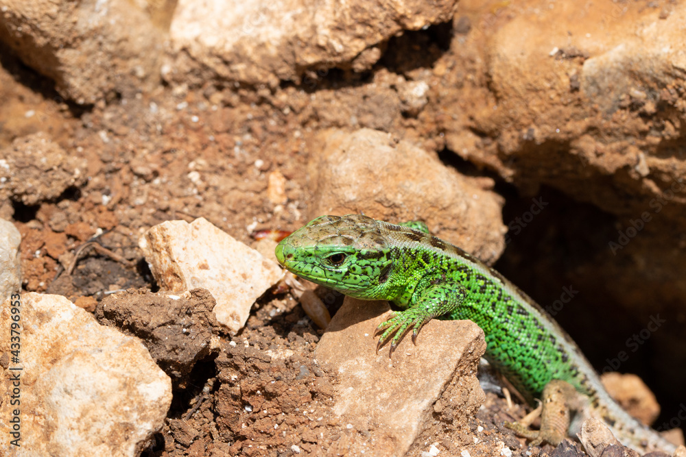 Fototapeta premium Eidechse 