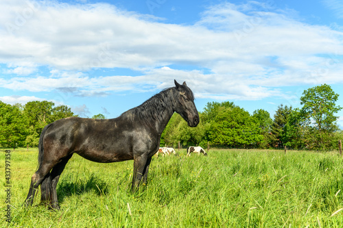 Irish cob horse in a pasture.