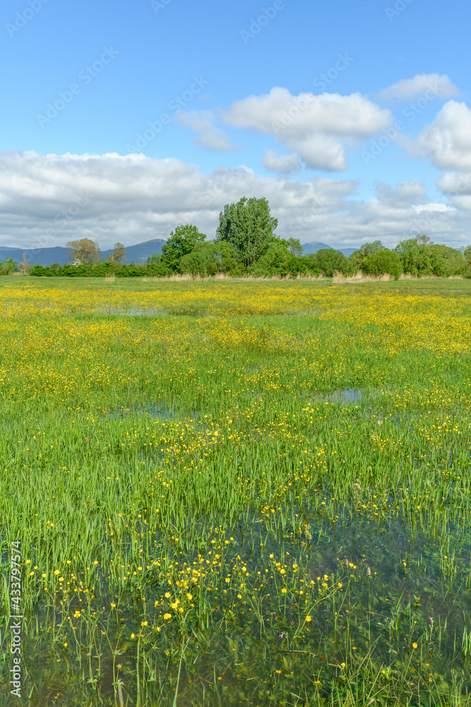 Meadow in bloom flooded in spring in the French countryside.