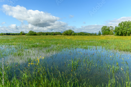 Fototapeta Naklejka Na Ścianę i Meble -  Meadow in bloom flooded in spring in the French countryside.